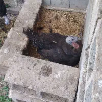 بوقلمون ماده کرچ