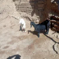 بزغاله ماده