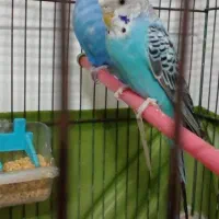 یک جفت مرغ عشق تمیز جوجه بزرگ کن