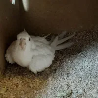 عروس هلندی آلبالو با جوجه|پرنده|نوشهر, |دیوار