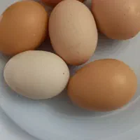 تخم مرغ خانگی تازه و درشت و نطفه دار و کره مشگه