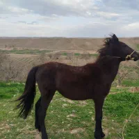 کره نریان یورقه