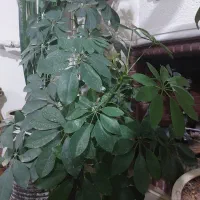 گلدان وگل طبیعی|گل و گیاه طبیعی|شیراز, نصر|دیوار