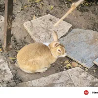 خرگوش ماده|موش و خرگوش|کرمان, |دیوار