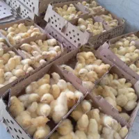 پخش انواع جوجه یک روزه عمده|حیوانات مزرعه|کرج, عظیمیه|دیوار