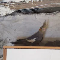 عروس هلندی|پرنده|میناب, |دیوار