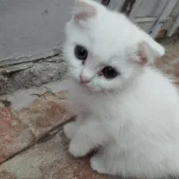 اسکاتیش پرشین سفید