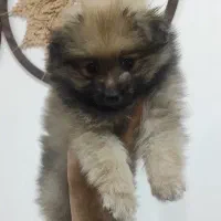 فروش توله پامرین