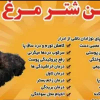 جوجه شترمرغ تخم خوراکی گوشت روغن درمانی قلم|حیوانات مزرعه|سی‌سخت, |دیوار