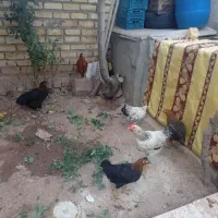جوجه محلی 7ماهه خروس ها 750مرغ ها 550