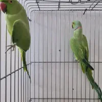 طوطی ملنگو مولد طوسی ، جوجه گرینچیک و عروس|پرنده|بیرجند, |دیوار