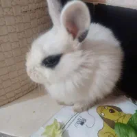 خرگوش باهوش کوچولو