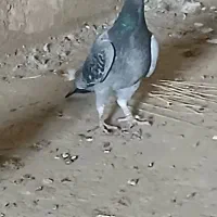 کبوتر دوبر صید شده