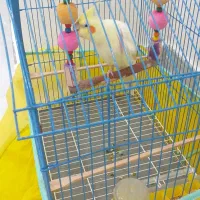 عروس هلندی با قفس