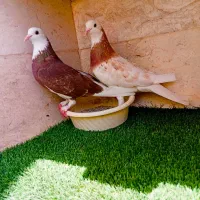 *3جفت کبوتر آس و 2تا نر تک *