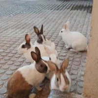 ۴تاخرگوش معاوضه|موش و خرگوش|کرمانشاه, |دیوار