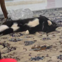 پپر خانم گمشده|حیوانات|یزد, |دیوار