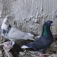 کبوتر در پرنده|پرنده|ارژن, |دیوار