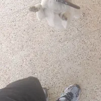 فروش سگ خارجی باهوش