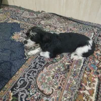 سگ شیتزو باهوش