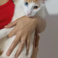 گربه گمشده مژدگانی