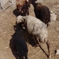 میش و بره