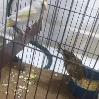 قناری. سهره. سهره قناری|پرنده|سبزوار, قصبه غربی|دیوار