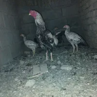 خروس لاری مایل به معاوضه|حیوانات مزرعه|پسکوه, |دیوار