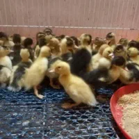 جوجه مرغ  اردک. غاز|حیوانات مزرعه|تربت‌حیدریه, ۴۵ متری|دیوار