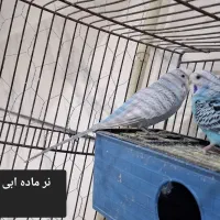 مرغ عشق عروس هلندی|پرنده|بوئین زهرا, |دیوار