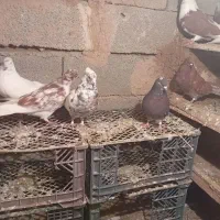 کبوتر|پرنده|شاهین دژ, |دیوار