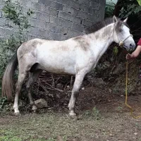 اسب نر سال 5