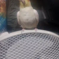 عروس هلندی نر|پرنده|زبرخان, |دیوار