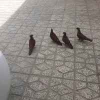 کبوتر
