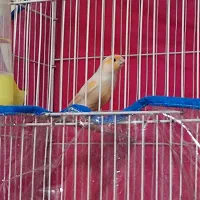 قناری موزاییکی|پرنده|خواف, |دیوار