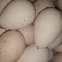 تخم بو قلمون تازه|حیوانات مزرعه|مشگین شهر, |دیوار