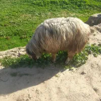 کونرمیشی|حیوانات مزرعه|گتوند, |دیوار