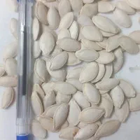 تخمه کدو