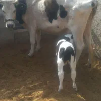 گاو شیری با گوساله نر سمینتال|حیوانات مزرعه|کرباسک, |دیوار