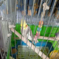 عروس هلندی نروماده سالم