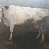 گاو امریکایی با گوساله نر