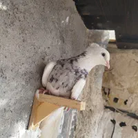 طوقی‌هفرنگ‌سرخ‌دمسفید