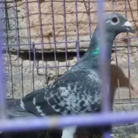 کبوتر پلاکی مسافتی|پرنده|اهواز, غیزانیه|دیوار