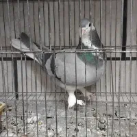 سهره دو رگه ۲ ساله کتون خور و خرقه۰۰۰|پرنده|اصفهان, شاهد|دیوار