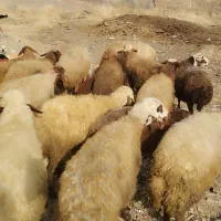 گوسفند داشتی