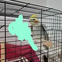 عروس هلندی گم شده|حیوانات|بروجن, |دیوار