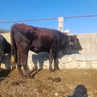 تلیسه و گاو ابستن درجه یک نژاد دار