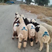 ۸راس بره نر دورگ مخصوص پروار