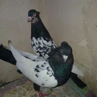 سینه سیاه نروماده قواره دار۴۵سانتی