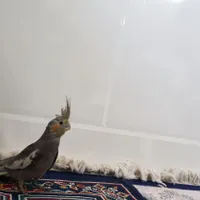 جفت عروس هلندی|گربه|یزد, |دیوار